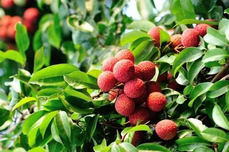 荔枝用什么肥料最好？4个施肥要点,千万要注意!