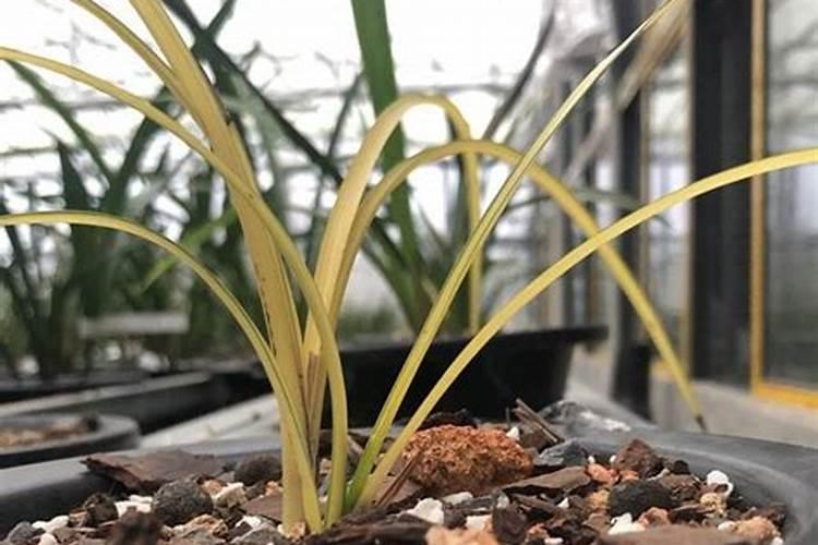 水稻返青分蘖期有哪些生育特点？