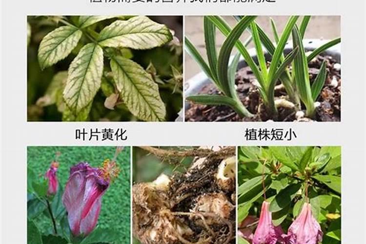辛朋磷酸二氢钾喷花菜有什么作用？