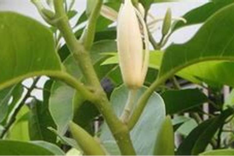 什么是平衡施肥