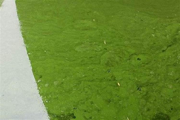 烤烟最好的肥料第一名