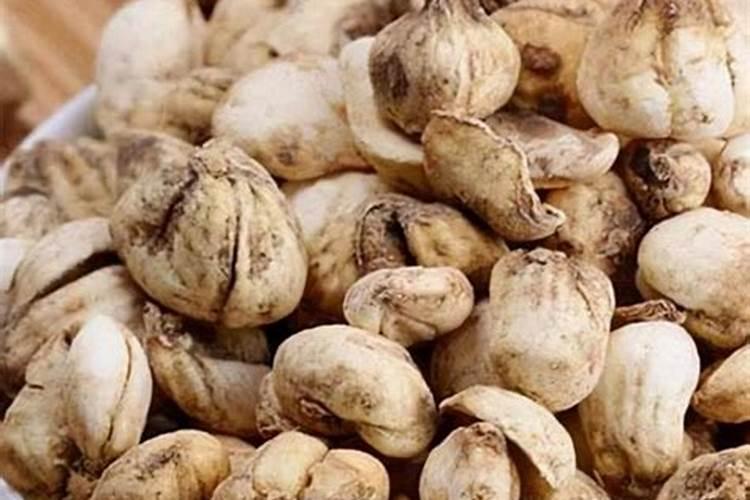 帝王贝母帝王贝母的养殖方法/帝王贝母的养护知识