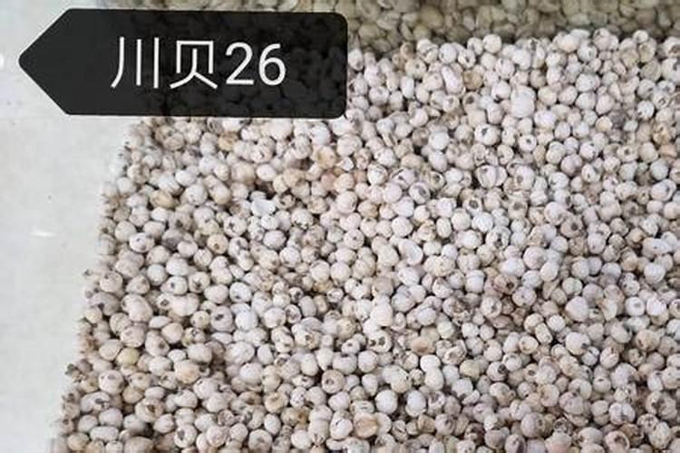 贝母的栽培和种植方法