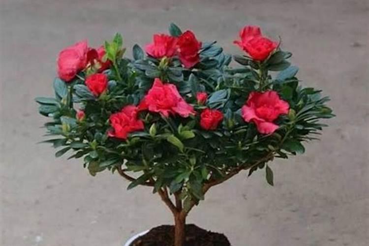 杜鹃花施什么肥最好