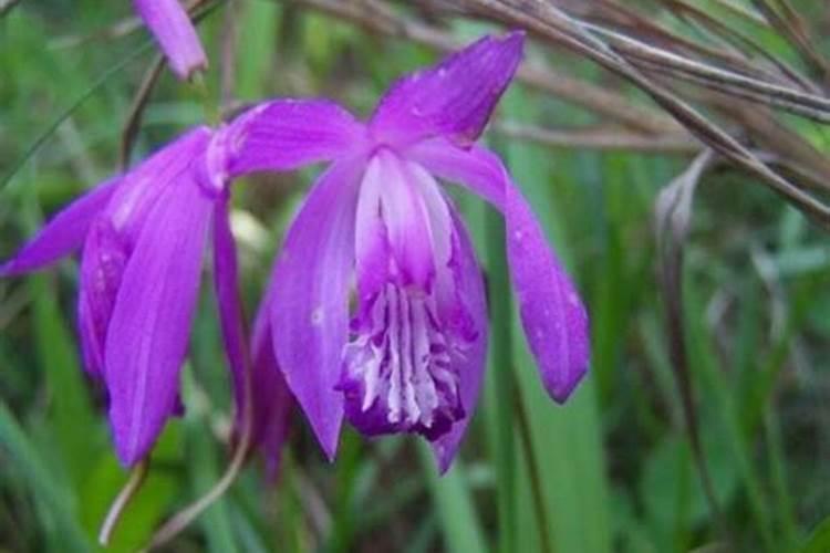 石硫合剂兑水比例表