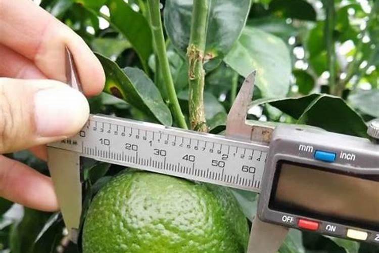 种菠萝蜜需要拿什么做肥料？