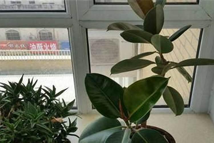 绿萝怎么养才能更旺盛 不用施肥,3种水浇一浇,枝叶疯长