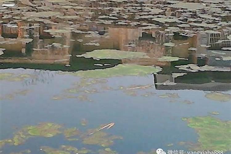 桉树焦枯病喷什么农药