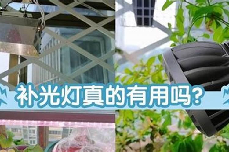 钙素对东魁杨梅有何功用？