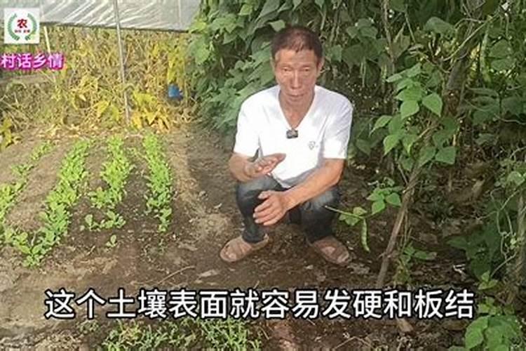 种植尖椒朝天椒的时候,为什么不用掐尖？
