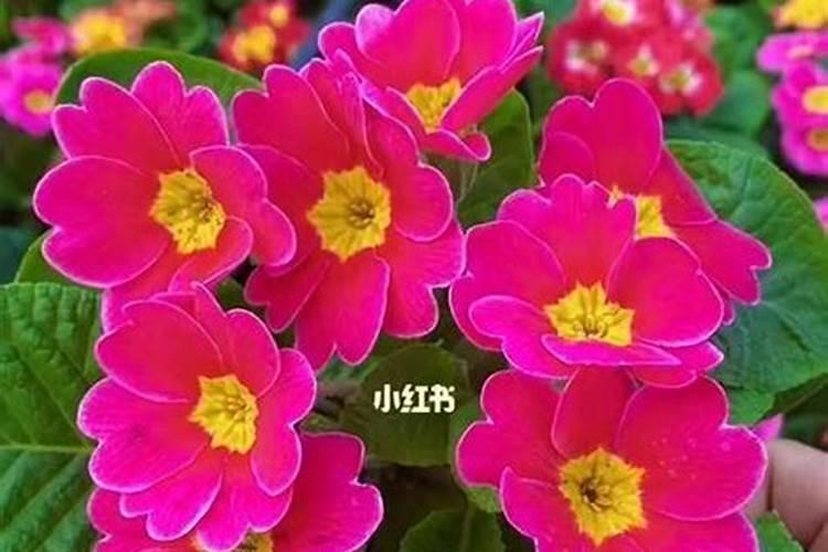 太阳花喜肥吗 喜欢施什么肥料