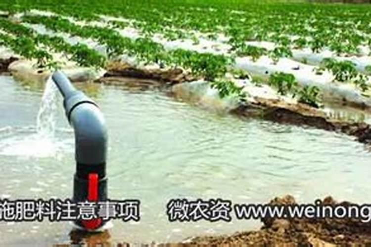 尿素如何冲施