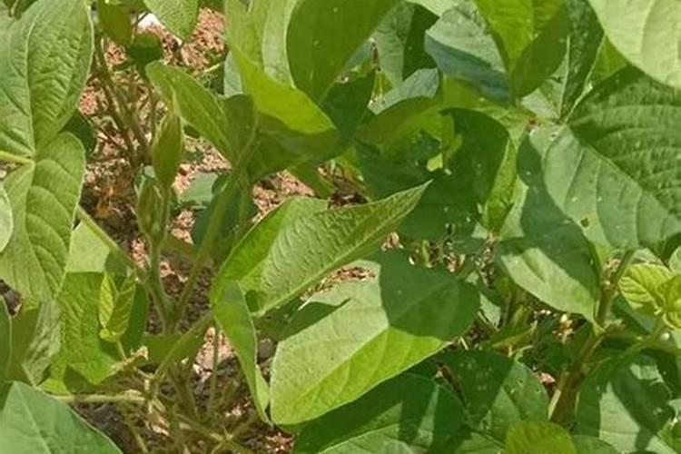 大豆专用肥是什么肥料？大豆抗病增产增收叶面喷什么好？