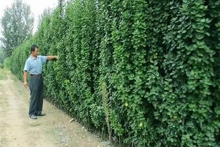 有机肥是什么肥料？它们有哪些优势特点？