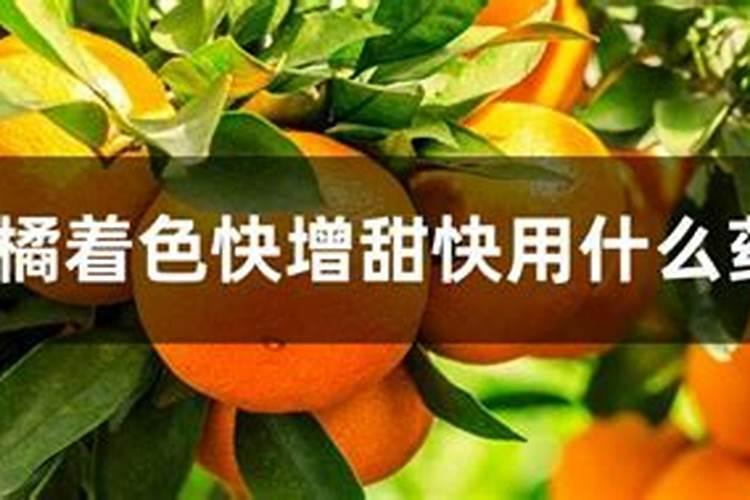 柑橘2月份用什么肥料？