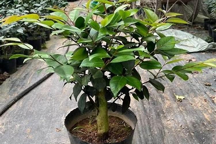 茶花怎么养护它的长势好