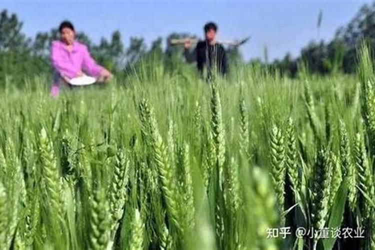 肝硬化患者适合吃什么食物