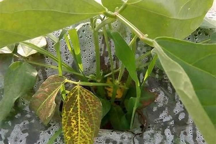 带鱼有点臭味了怎么办