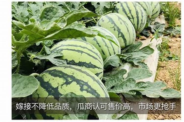 关于植物过冬喷洒什么防寒？