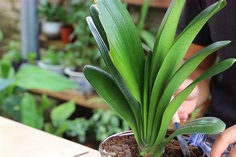 君子兰施肥方法