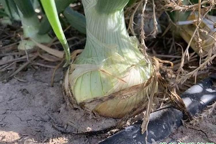 硫酸铵和尿素哪个好