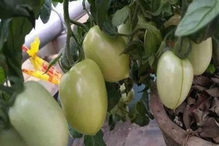 酸性土壤的改良方法