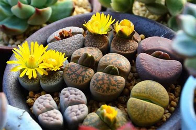 潮土的利用与改良