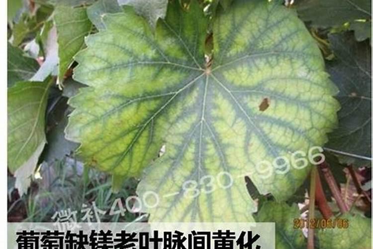 长春花浇什么肥料合适