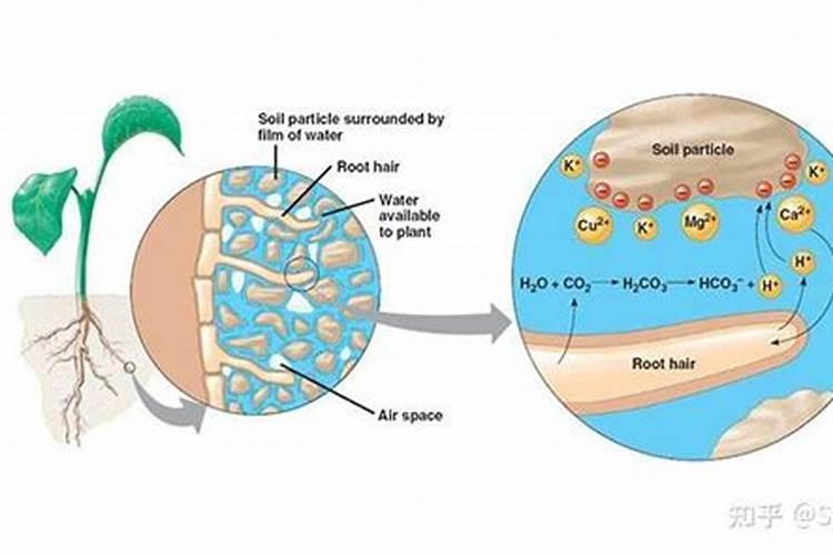 下列物质不可作为钾肥施放于土壤中的是;A氢氧化钾 B硫酸钾 C硝酸钾 D...