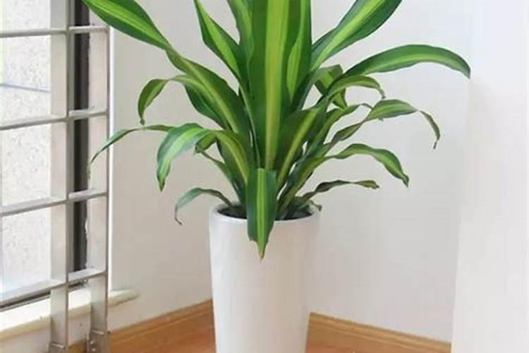 小番茄实用施肥5大诀窍,想获高产的一定要记住