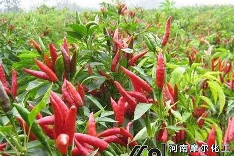 土壤中施什么肥可以使朝天椒不生病不减产？