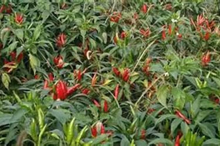 朝天椒用什么肥料最好