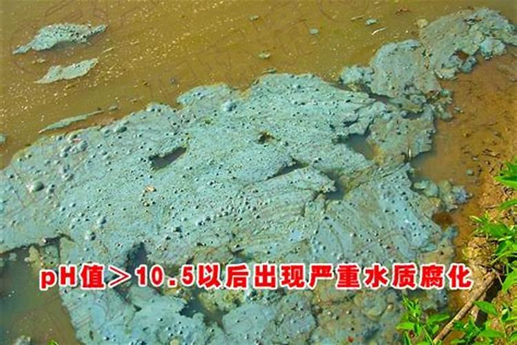 菠萝什么时候修剪