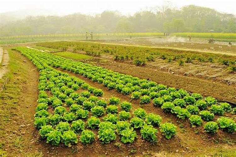 农村养什么肥料最旺季节
