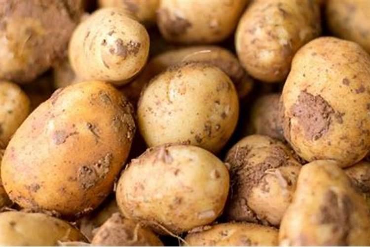 豆角施肥技巧,掌握2个方面,豆角结荚多,品质高