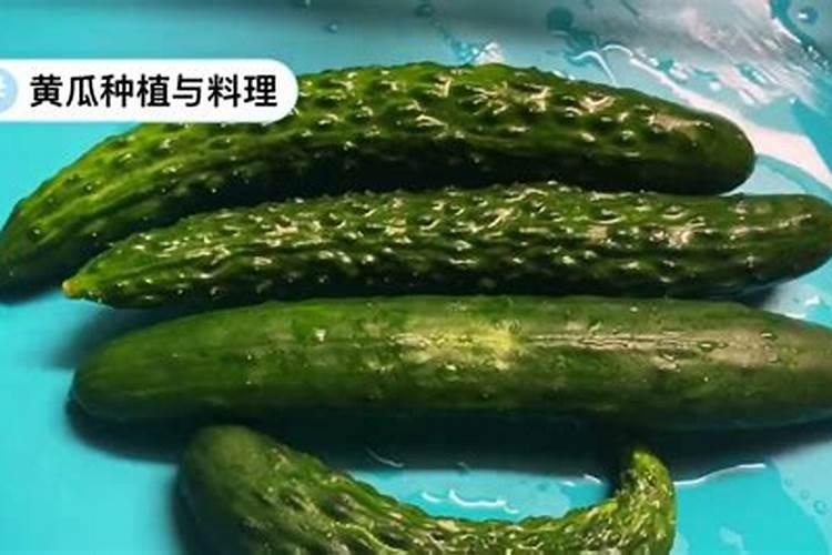 黄瓜多久施一次肥