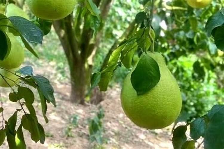 中国十大名牌复合肥有哪些