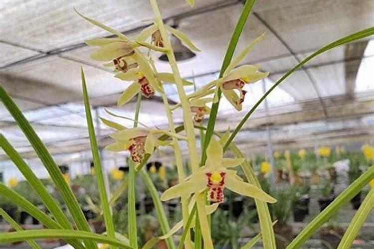 兰花施什么肥容易开花