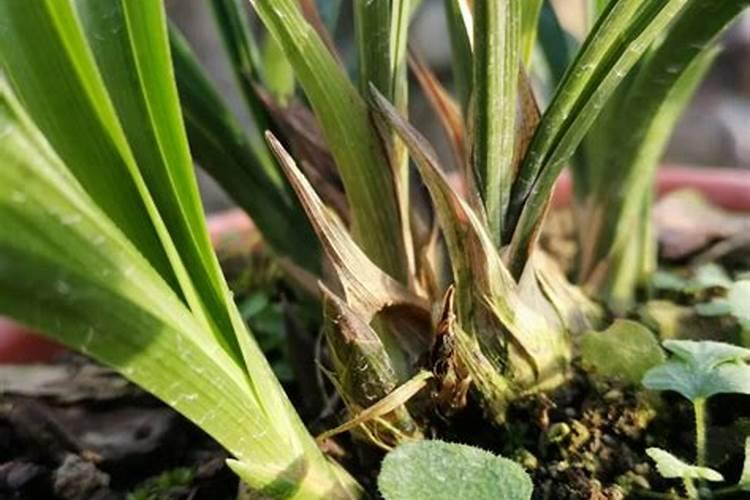 养兰花用什么肥料最好  促进兰花生根发芽的肥料