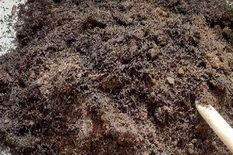 怎样才能培育出无籽西瓜