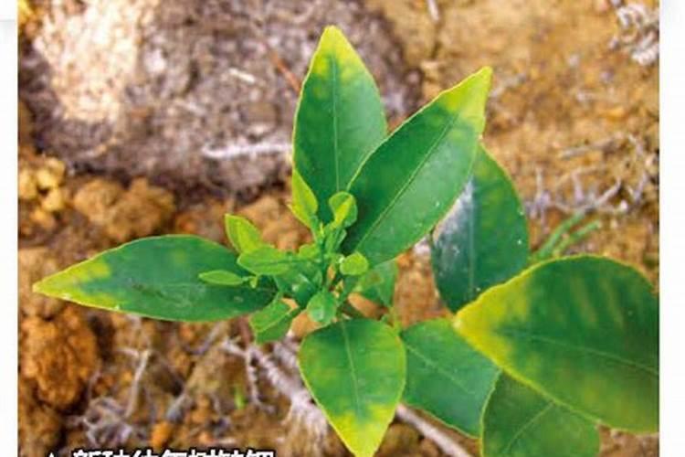 慈菇不分叶最简单解决方法