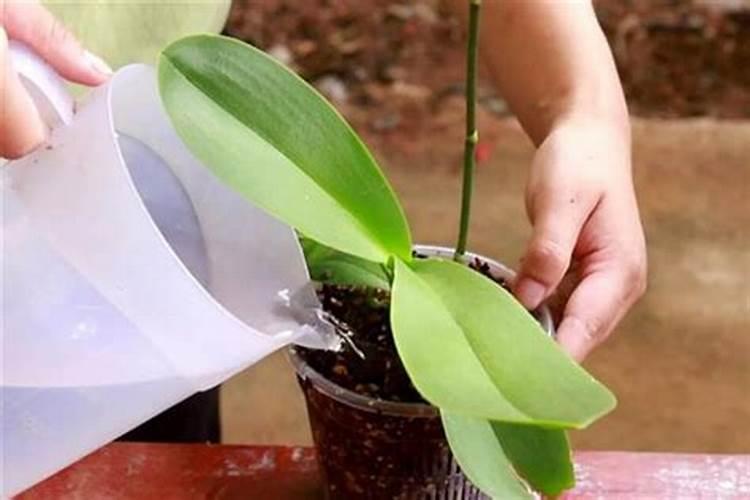 种大蒜用什么肥料