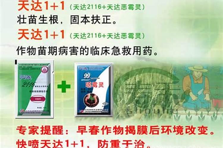 早富贵李子怎样防冻？