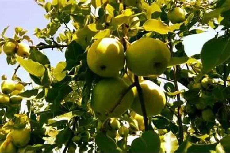 猕猴桃用什么肥料好