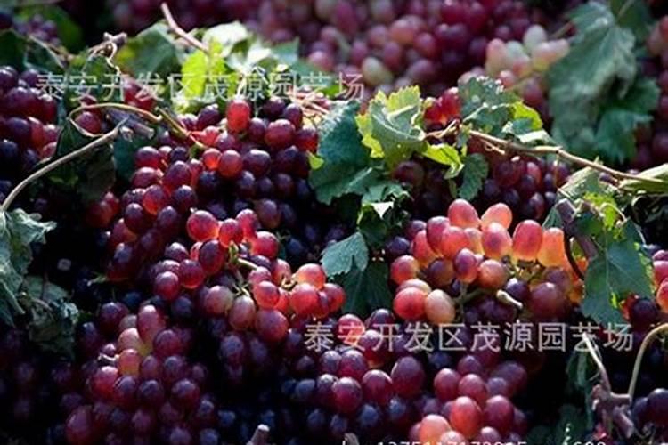 红提葡萄施肥技术