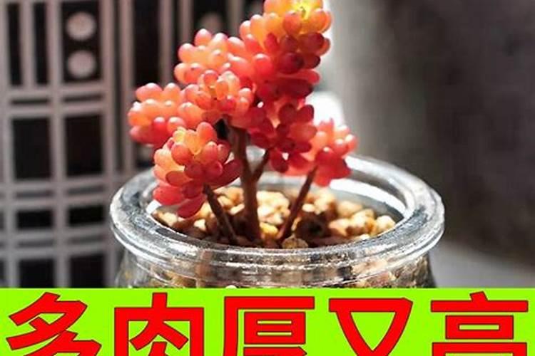河北南部葡萄冬季不埋土念么防冻？