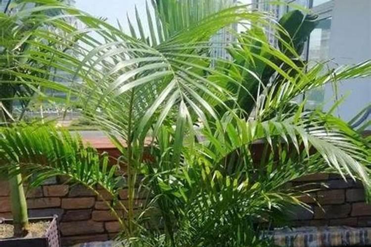 玫瑰花施什么肥