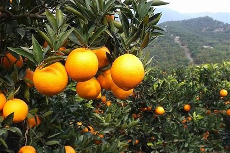 李子树开花时能浇水吗