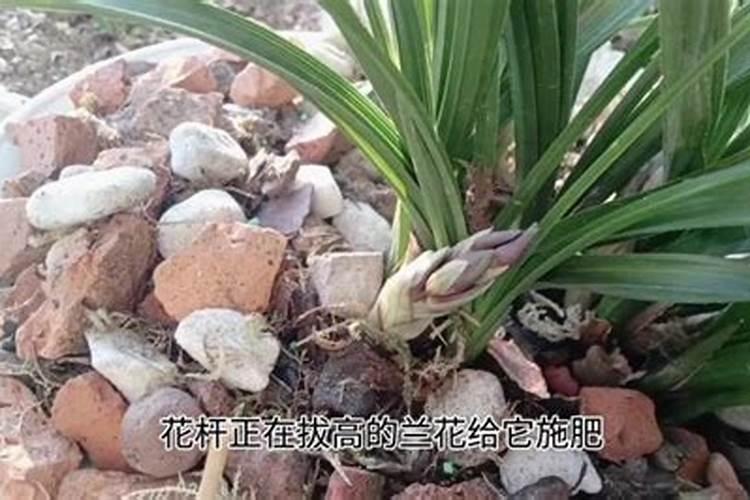 让辣椒高产的追肥建议,种辣椒用叶面肥哪个好