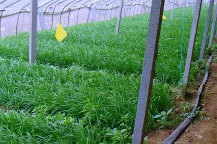 种植辣椒施肥,需肥量大概是多少？用磷酸二氢钾增产吗